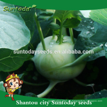 Suntoday kaufen Garten Samen online Erbstück grün Gemüse Hybrid F1 Bio Kohlrabi Samen Katalog (22001)